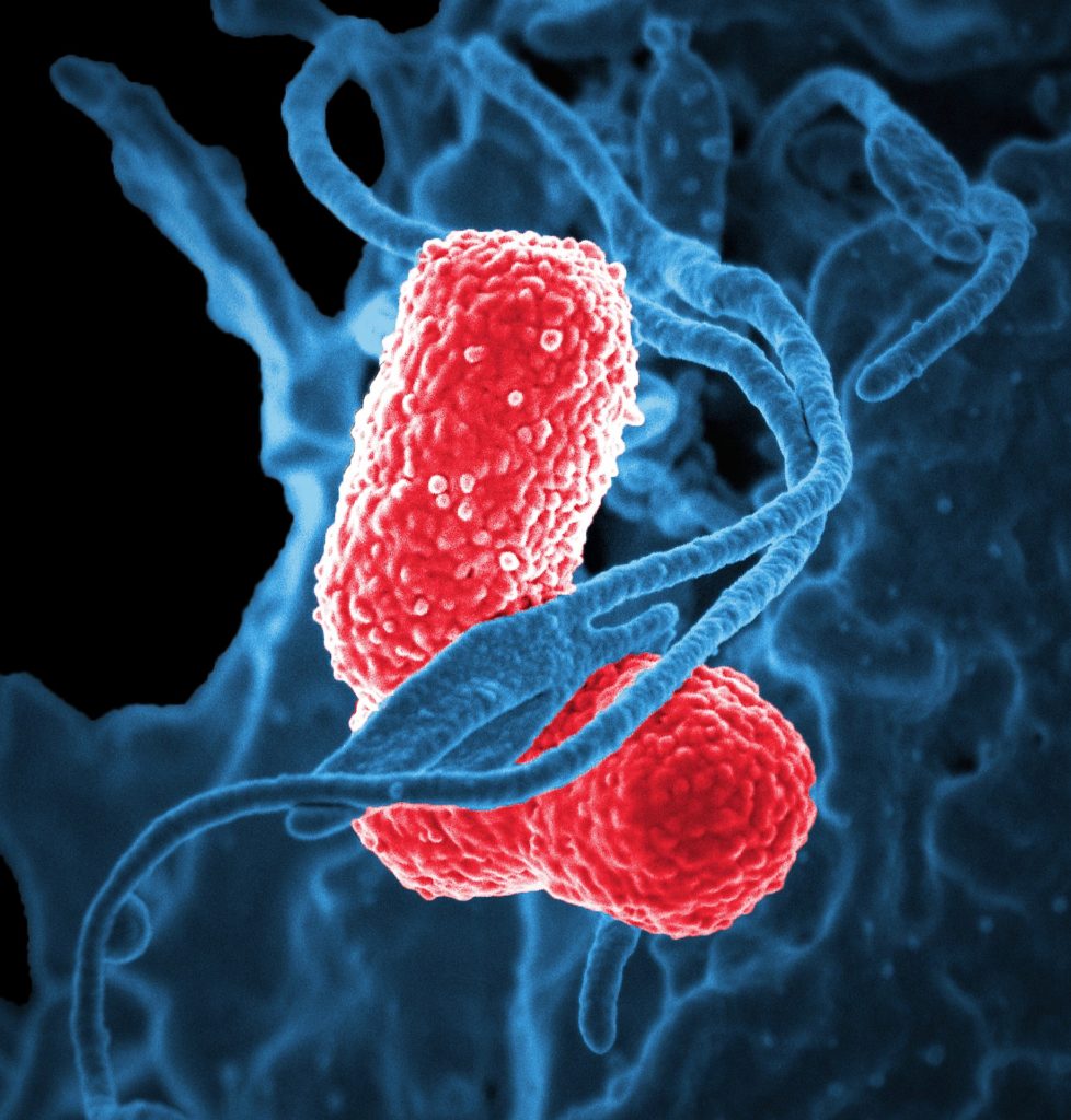 Mikrobiomi